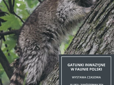 gatunki-inwazyjne-w-faunie-polski